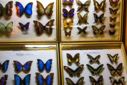 Władysławowo Atrakcja Muzeum Muzeum Motyli